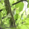 オオムシクイ多数・チョウゲンボウ・イソヒヨドリ(大阪城野鳥探鳥20250531 4:35-9:45)