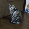 只今、人間不信の猫