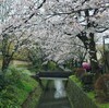 桜雨の京都さんぽ 後編