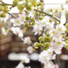 ケイオウザクラ 啓翁桜 Prunus 'Keiouzakura