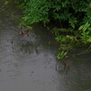 佐渡　梅雨入り初日