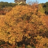 梅紅葉