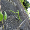 カマキリ飛ぶ