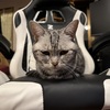 全ては猫様のために。