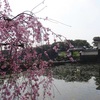 皇居周辺の桜の開花状況！お堀には桜が似合います！！