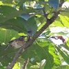 ヒメクビワガビチョウ Lesser Necklaced Laughingthrush