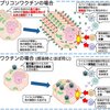 レプリコンワクチンは感染予防効果がないうえに、自己免疫疾患を引き起こす非常に危険な生物兵器です
