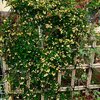 春の花を切り戻した。　5月7日　