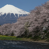 【写真修復・復元・複製の専門店】富士市　龍巌淵の桜と富士山　静岡県