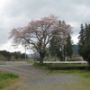 今日の桜