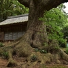 若宮神社の大楠　福岡県福津市勝浦