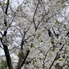 鵜の木の桜も満開