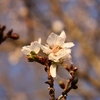 奥武蔵の初雪と満開の冬桜