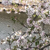 散り行く桜と 茶色い鴨20250411
