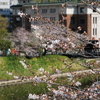 東京の桜を訪ねて④『牛ヶ淵～田安門～日本武道館』