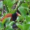 ナンベイレンカク(Wattled Jacana)