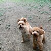 老犬ホームあん｜なる＆ここあ^^
