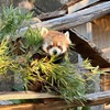 寒しを詠んだ短歌3　　野毛山動物園に行って来ました．強風で寒い中，来園者はチラホラでしたが，動物たちの多くは姿を見せてくれていました．ショウジョウチキ，クロツラヘラサギ，インドライオン，ホンドタヌキ，アカエリマキキツネザル，フサオマキザル，アビシニアコロブス，ベニイロフラミンゴ，キリン，そしてレッサーパンダ．　　さむき道を何時まで従きてくる犬かわれは頒けてやる倖せもたぬ　中城ふみ子　　さむざむと陰を洗へるしまひ湯の底にくらみを見つめながらに　辰巳泰子