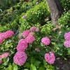 京都旅〜紫陽花寺〜三室戸寺へ｡