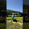 稲刈り2日目#japan #農業 #farming #稲作