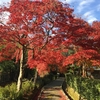 紅葉を見に行く　愛宕山登山ツアー　前編