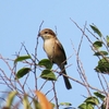 探鳥サイクリング＿小出川