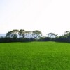 佐渡　夏っぽい日差しになり