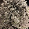 夜桜と、保護者としてやるべきこと。