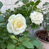 ＊花盛りのインフィニティローズ＆こぼれ種のワイルドストロベリー