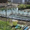 そろそろ水遊び
