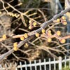 透明水彩画の講座を受けた