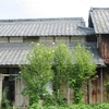 空き家屋敷の花