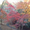 髙萩森林公園　紅葉