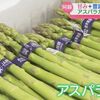 大きさ・品質共に良し！春収穫のアスパラガスの出荷始まる  熊本 