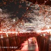 【ウラ出張の楽しみ方/東京・中目黒】桜シーズンの東京を満喫♪　目黒川沿いの桜並木🌸を散策～👣