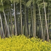 Exploring the Tranquil Beauty of Four Seasons Bamboo Forest Wakayama (Tochigi, Japan)