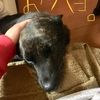 甲斐犬サン、6月の目標を立てるゥッの巻〜(9｀･ω･)9頑張ﾘﾏｽ.+ﾟ*｡:ﾟ+