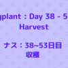 ナスの成長記録 : ３８～５３日目　☆収穫☆