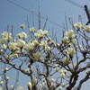 今年もモクレンと。。。