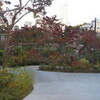 秋の檜町公園