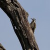 クロヒゲゲラ(Bearded Woodpecker)