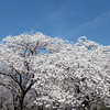 桜咲く公園で講習会