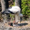 ひな３羽、すくすく成長　兵庫・豊岡のコウノトリ