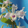 Dendrobium nobile 　(var. ballianum 　として入手)　`Non'  