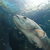 風景：新潟散歩【新潟市水族館　マリンピア日本海】