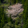 赤穂山の「告げ桜」