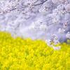 2019年3月21日 春分の日と満月のスピリチュアルメッセージ【振り返り】