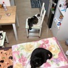 我が家の猫法陣の完成からのニャンモナイト！！