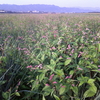 干拓地に跋扈する花蓼・草藤
