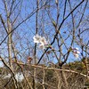 自作キャンプ場の桜！釘もまともに打てないほど素人の私が自分と友人とでプライベートキャンプサイトを作る 29回目